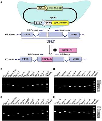 Functional Characterization of Dense Granule Proteins in Toxoplasma gondii RH Strain Using CRISPR-Cas9 System